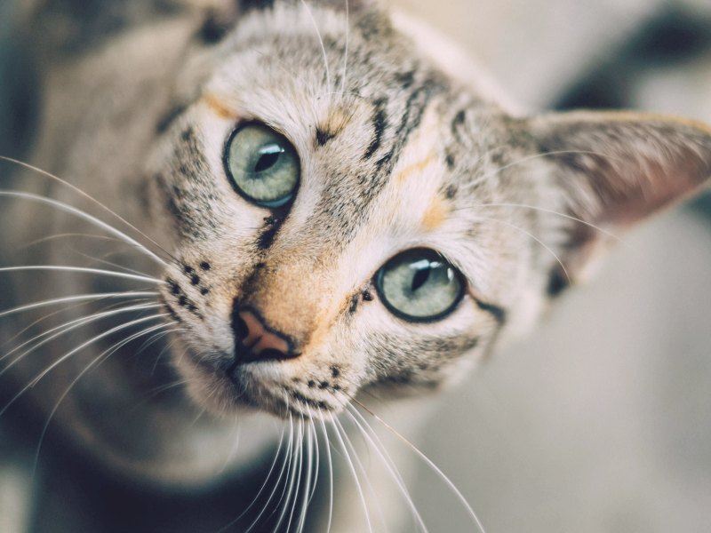 Cat more store affectionate after neutering