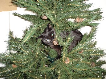 Marlon in the Christmas Tree