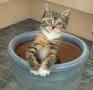 Pebbles in a Plant Pot