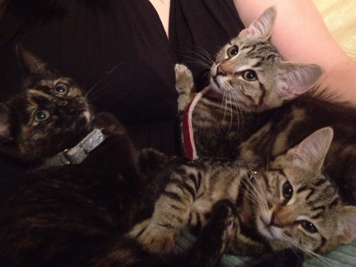 Cuddly Truffle, Basil & Orlando (were Lily, Ben & Footsie)