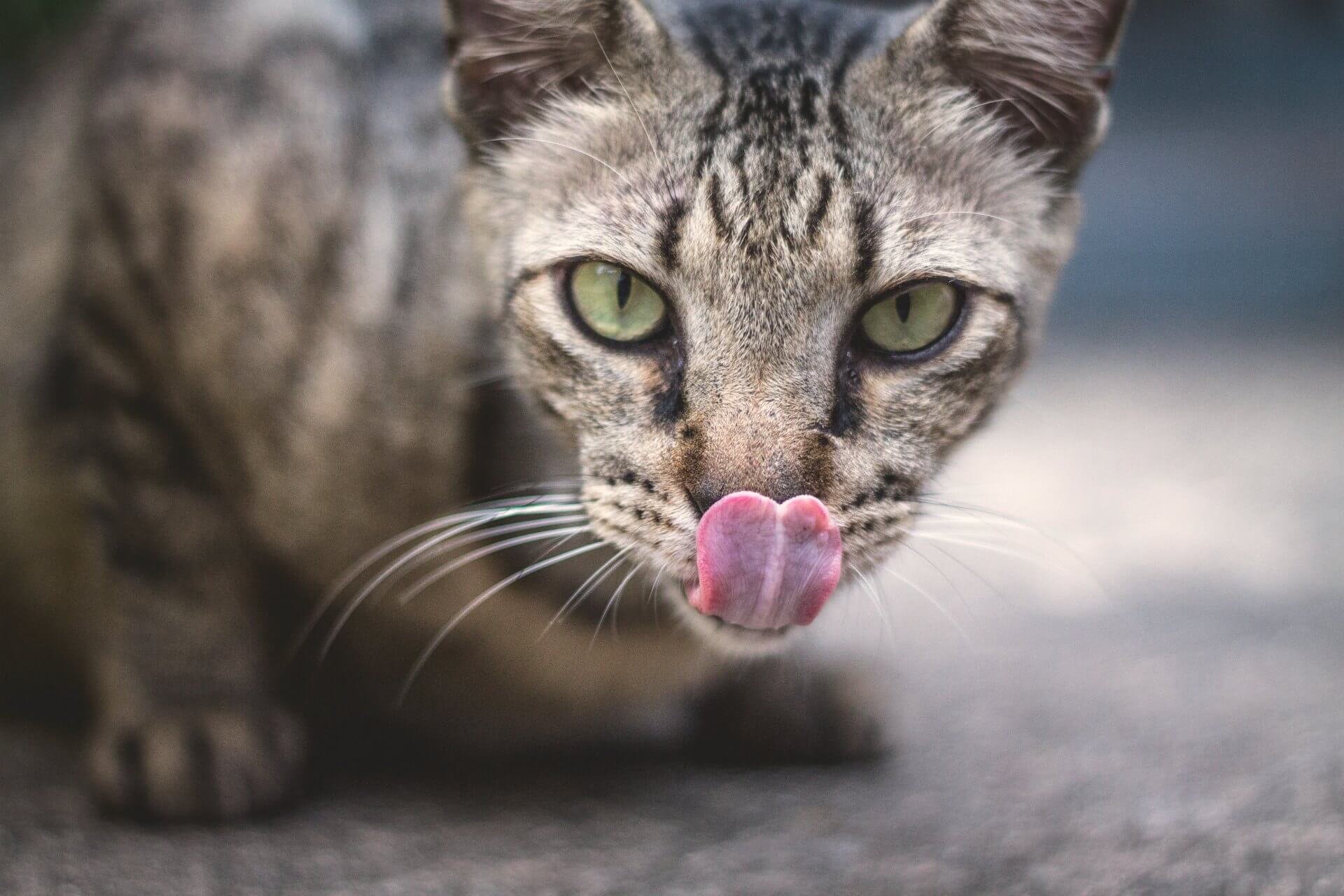 9 ways to spot a stressed out cat • Bristol & Wales Cat Rescue