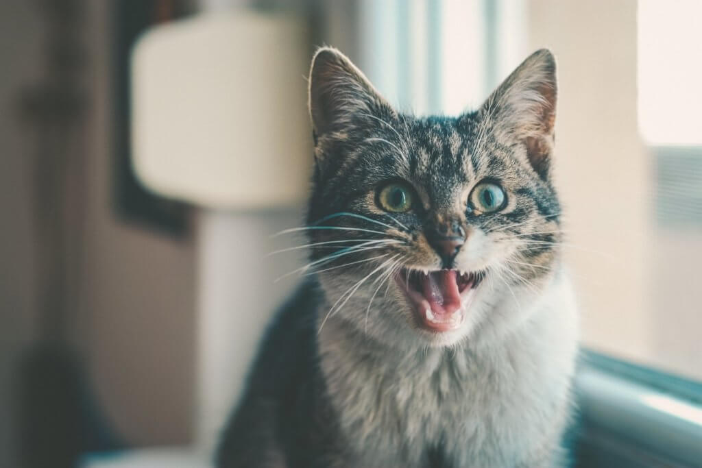 9 ways to spot a stressed out cat • Bristol & Wales Cat Rescue