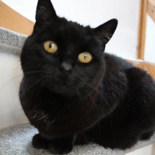 Bristol & Wales Cat Rescue Finding loving homes for cats in need
