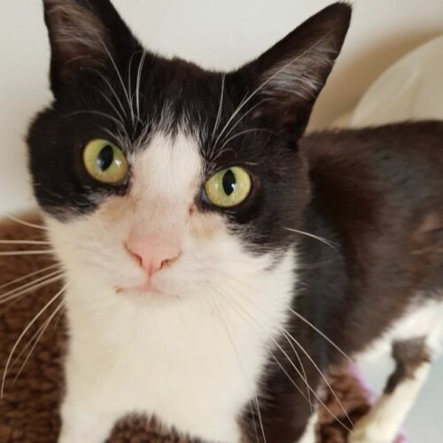 Bristol & Wales Cat Rescue Finding loving homes for cats in need