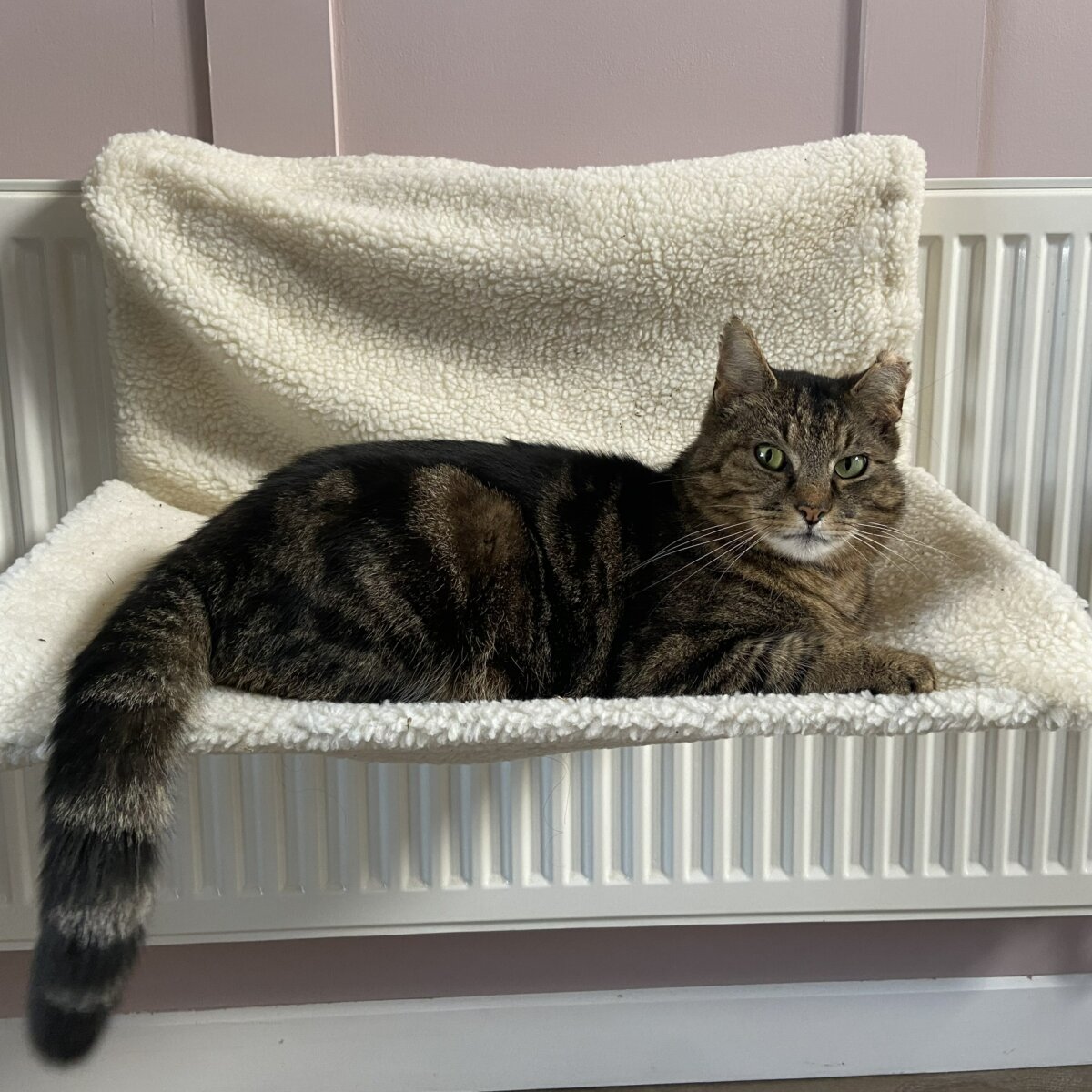 Our Cats for Adoption • Bristol & Wales Cat Rescue