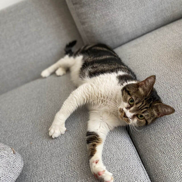 Our Cats for Adoption • Bristol & Wales Cat Rescue