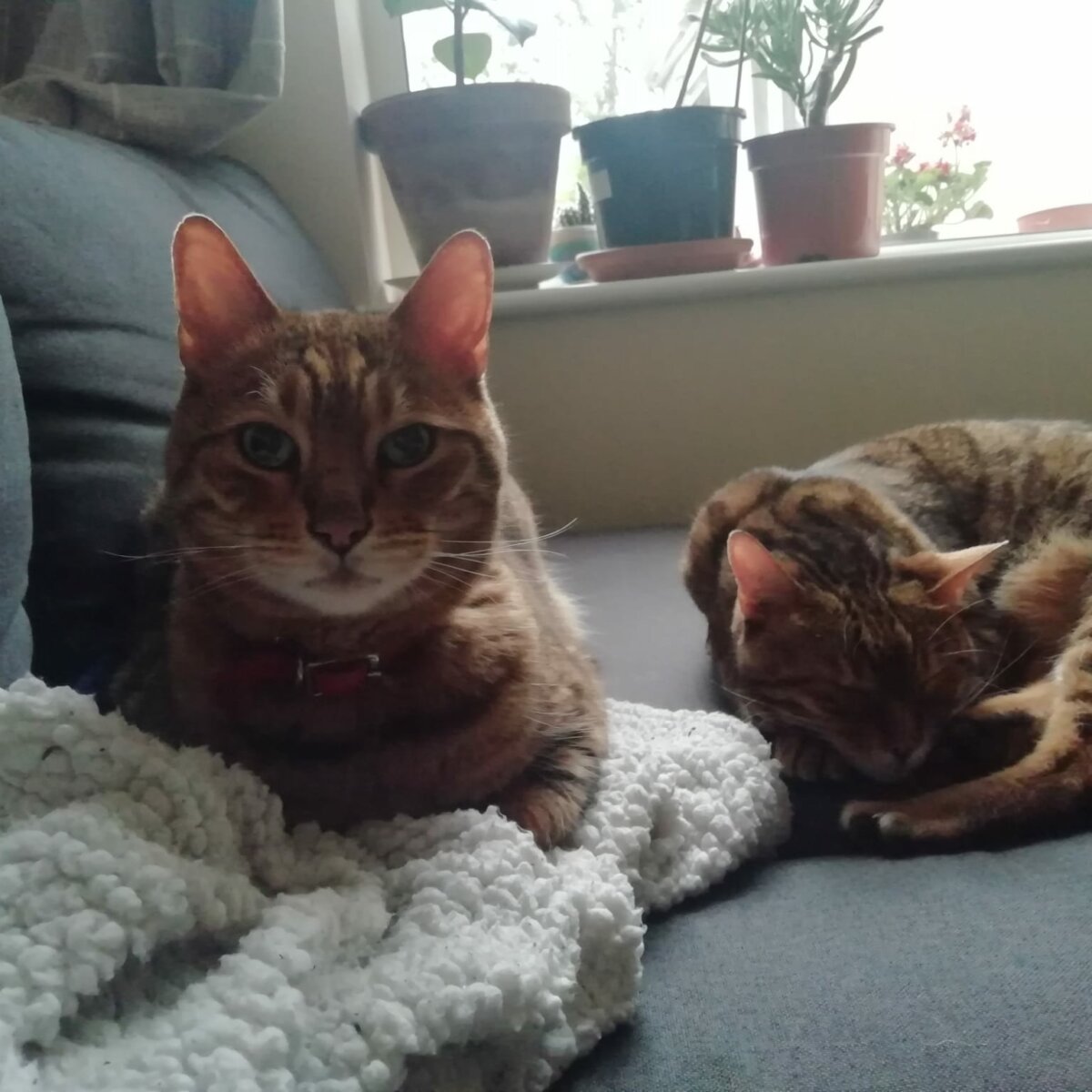 Bristol & Wales Cat Rescue Finding loving homes for cats in need