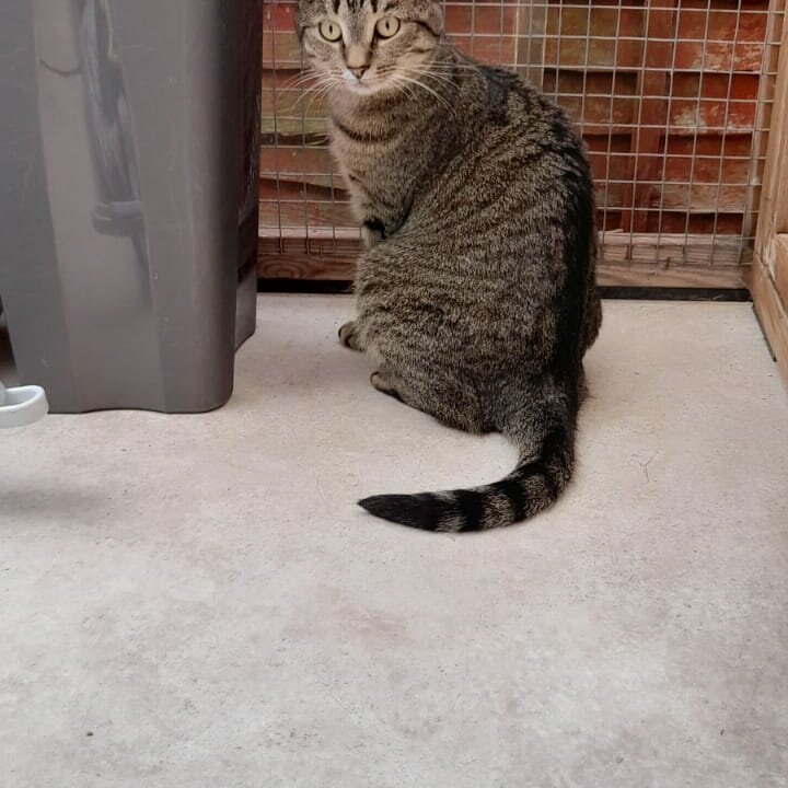 Bristol & Wales Cat Rescue Finding loving homes for cats in need