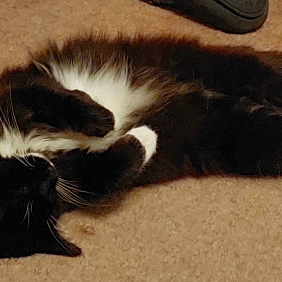 Bristol & Wales Cat Rescue Finding loving homes for cats in need