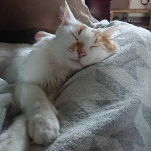 Bristol & Wales Cat Rescue Finding loving homes for cats in need