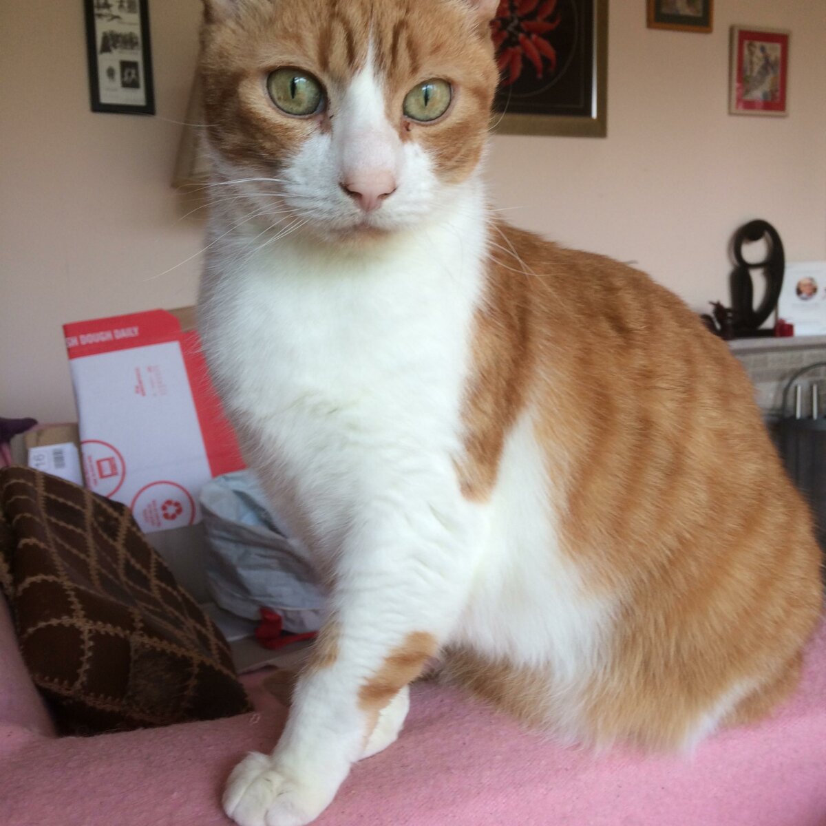 Bristol & Wales Cat Rescue Finding loving homes for cats in need