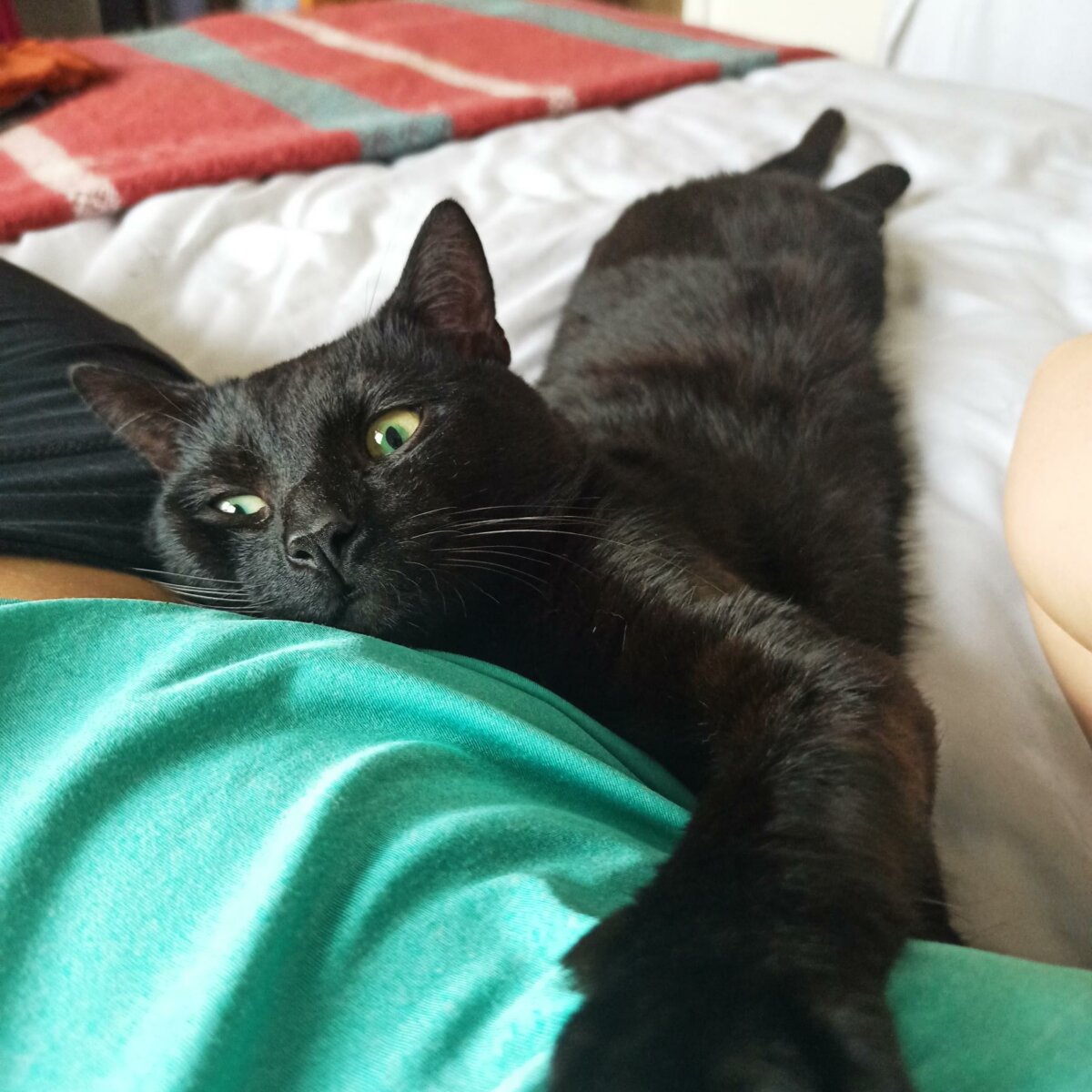 Bristol & Wales Cat Rescue Finding loving homes for cats in need