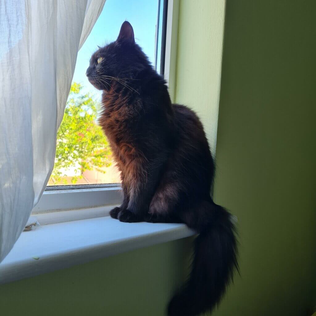 Bristol & Wales Cat Rescue Finding loving homes for cats in need