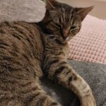 Bristol & Wales Cat Rescue | Finding loving homes for cats in need