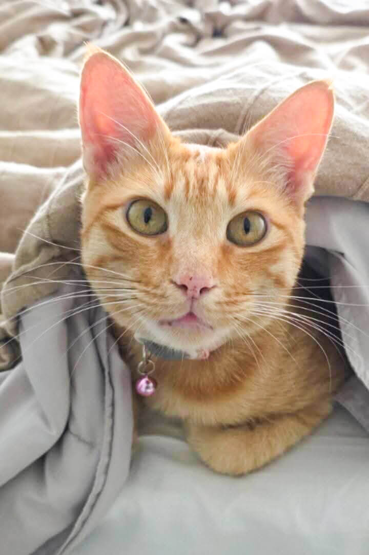Bristol-and-wales-cat-rescue-Cookie-3