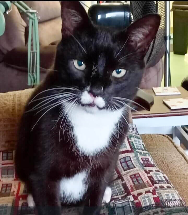Bristol-and-wales-cat-rescue-Ronnie