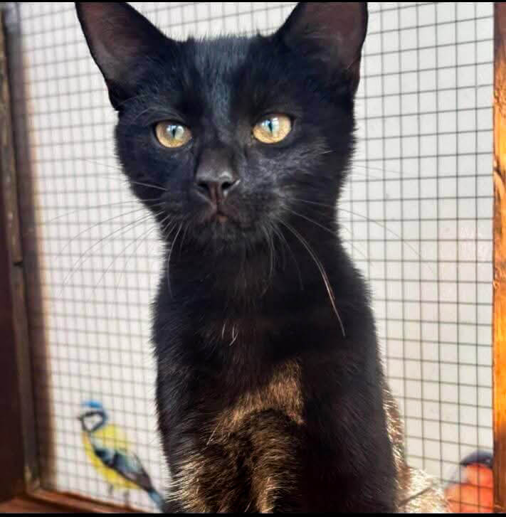 Bristol-and-wales-cat-rescue-Smokey1