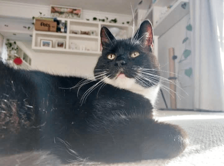 Bristol-and-wales-cat-rescue-cats-Jet