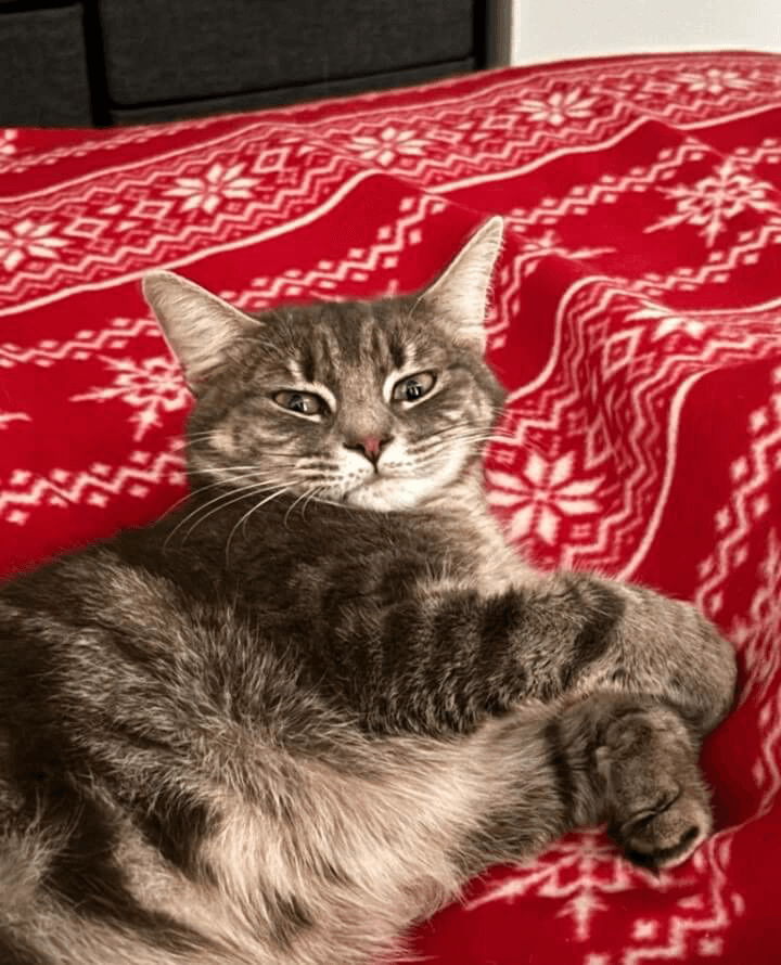 Bristol-and-wales-cat-rescue-cats-aria2